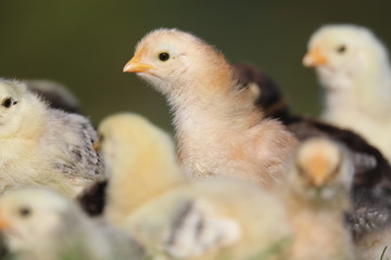 Cute little chicken in the grass with his flock
