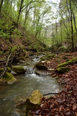 Forest path by a stream in Hungary