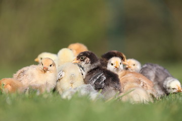 Group of young chicks at grass