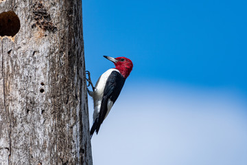 A Red-headed Woodpecker on a tree with beautiful background.