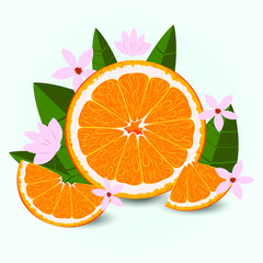 Vector set design with tangerines, oranges, leaves and flowers. Cute leaflet with citrus.