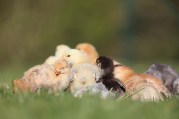 baby chicken in the grass