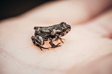 macro of mini frog in hand