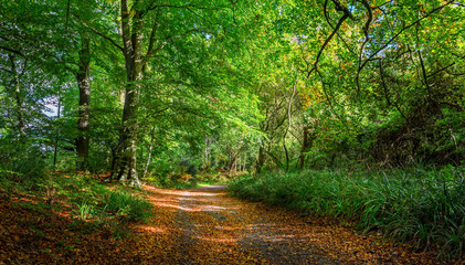 Colourful autumnal forest glade with path winding through