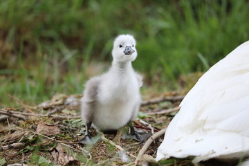 Few days old cygnet next to nest