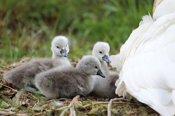 Few days old cygnets at nest with their mother