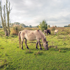 Square image of a herd of grazing wild horses in a Dutch nature reserve