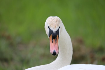 Portrait of elegant  swan
