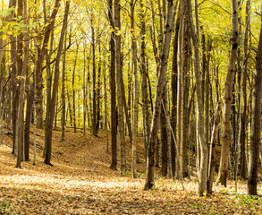 Path through a brightly colored woods in autumn