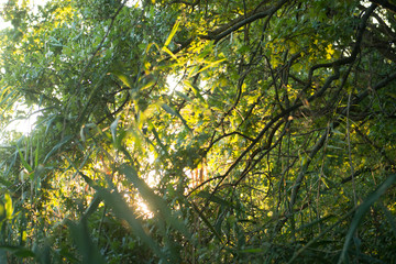 The sun's rays make their way through the green foliage of the forest