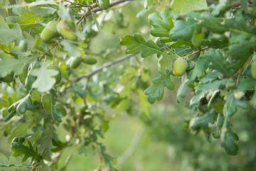 Beautiful green foliage of an oak branch with acorns