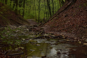 Forest path by a stream in Hungary