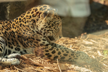 leopard on black background