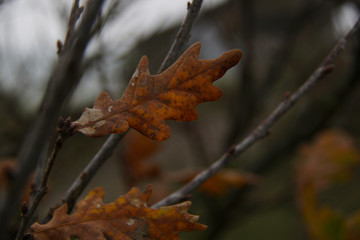 brown oak leaf close up