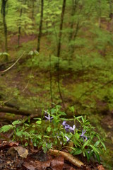 Forest path by a stream in Hungary