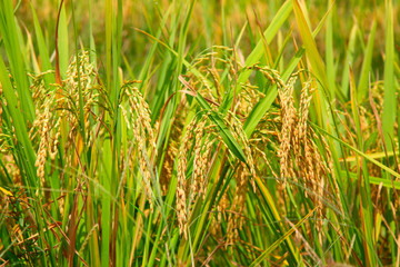 Longji Rice Terraces