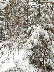 snow covered pine trees