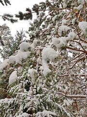 branch of a tree covered with snow