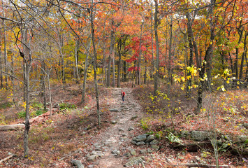 Girl Hiking On Colorful Wooded Trail