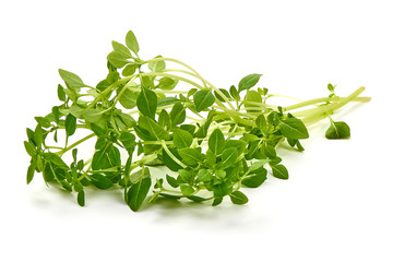 Fresh sweet marjoram herb, isolated on white background