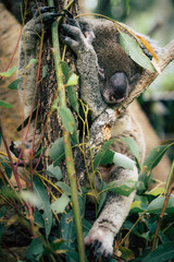 koala in tree