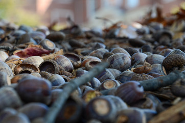 Closeup of a group of acorns laying on the ground. Shallow depth of field.