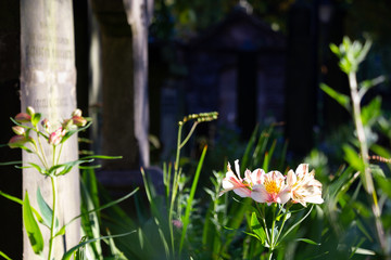 Blume vor Grabstein