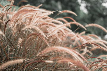 The grass flower being blown in the morning by the warm sunshine and the freshness of the new morning.