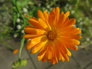 orange flower