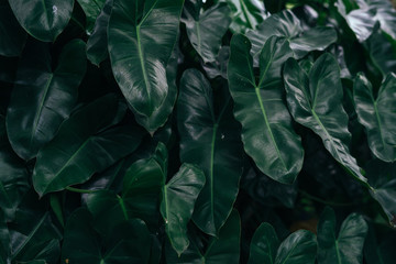 dramatic green leaf dark and impression composition