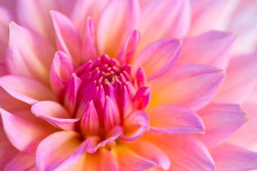 Dahlia flower