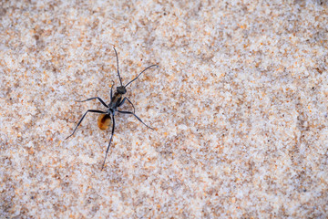 ant on the beach