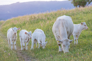 Obraz premium White cows, region Spis, Slovakia