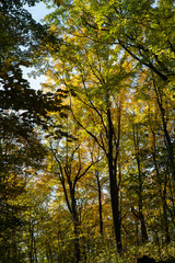 Yellow and green colored leaves in fall