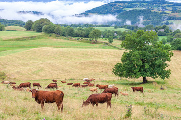 Fototapeta na wymiar cow in central Burgundy, France