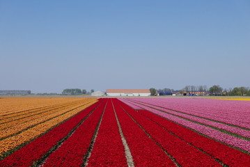 tulips in holland