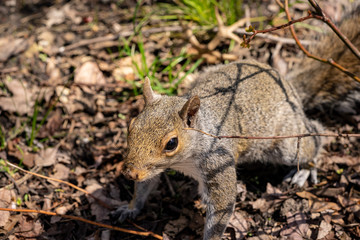 squirrel in the central park new york manhattan