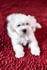 Cute small Maltese puppy lying on the bed