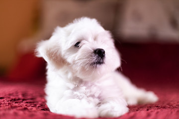 Cute small Maltese puppy lying on the bed