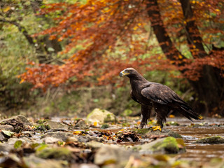 Golden eagle (Aquila chrysaetos) on the rock in creek. Autumn forest in background. Golden eagle portrait. Golden eagle sitting on rock.