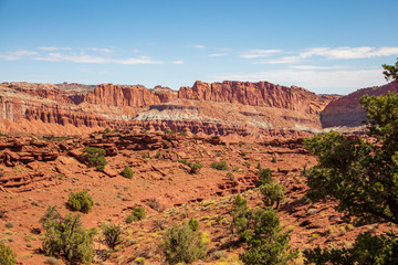 Amazingly resilient green shrubs exist in this rocky arid climate of Capitol Reef National Park, Utah