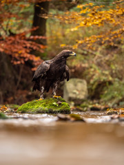 Golden eagle (Aquila chrysaetos) on the rock in creek. Autumn forest in background. Golden eagle portrait. Golden eagle sitting on rock.