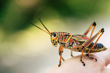 macro of a grasshopper on a hand