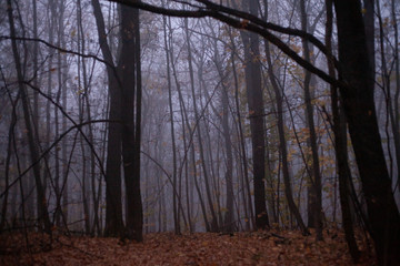 Obraz premium Heavy fog in the autumn forest