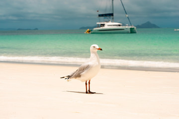seagull on the beach with boat