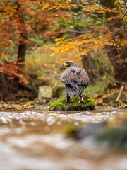 Golden eagle (Aquila chrysaetos) on the rock in creek. Autumn forest in background. Golden eagle portrait. Golden eagle sitting on rock.