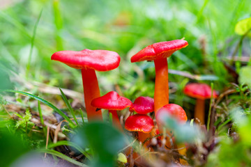 Pflanzen, Pilze, Saftlinge, Sumpfsaftling o. Knoblauchsaftling, bot.: Hygrocybe helobia, Syn.: Hygrocybe mollis
