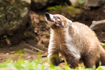 coati looking for food