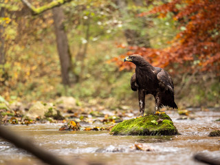 Golden eagle (Aquila chrysaetos) on the rock in creek. Autumn forest in background. Golden eagle portrait. Golden eagle sitting on rock.