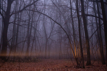 Heavy fog in the autumn forest